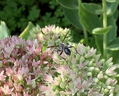 Isodontia