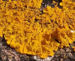 Xanthoria