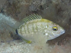 Diplodus annularis