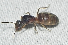 Lasius neoniger