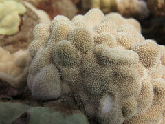 Porites