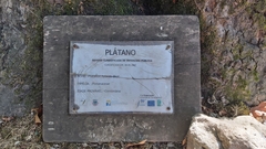 Platanus × hispanica