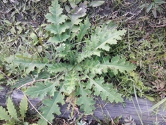 Carduus crispus