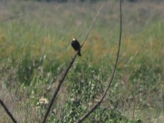 Hymenops perspicillatus