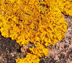 Xanthoria