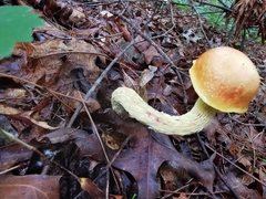 Aureoboletus betula
