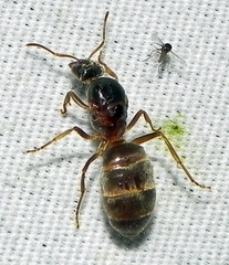 Lasius neoniger