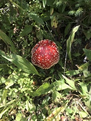 Amanita muscaria flavivolvata