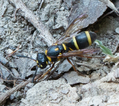 Parancistrocerus fulvipes