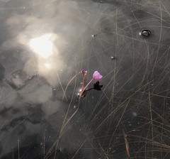 Utricularia purpurea