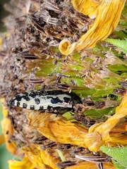 Acmaeodera scalaris