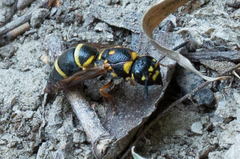 Parancistrocerus fulvipes