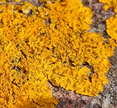 Xanthoria