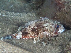 Scorpaena notata