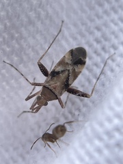 Phytocoris