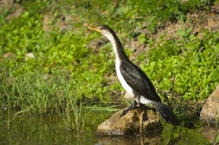 Microcarbo melanoleucos