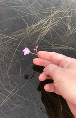 Utricularia purpurea