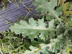 Carduus crispus