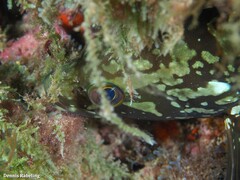 Epinephelus marginatus