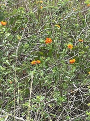 Lantana urticoides