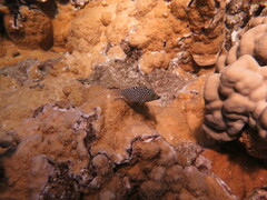Canthigaster jactator
