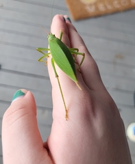 Pterophylla camellifolia