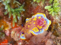 Felimida luteopunctata