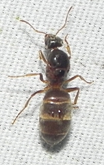 Lasius neoniger