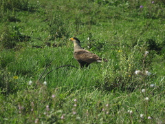 Caracara plancus