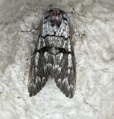 Panthea furcilla