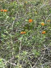 Lantana urticoides