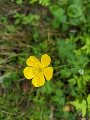Ranunculus acris