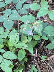 Hylodesmum