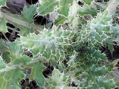 Carduus crispus