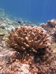Pocillopora grandis