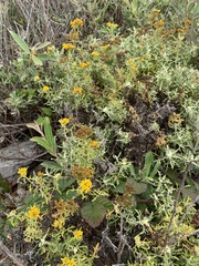 Eriophyllum