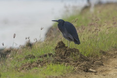 Egretta sacra