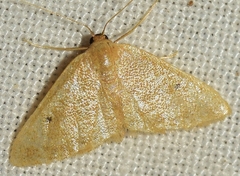 Idaea alicantaria