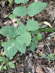 Hylodesmum