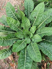 Oenothera glazioviana