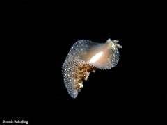 Thysanozoon brocchii