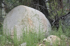 Galium angustifolium