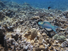 Scarus rubroviolaceus