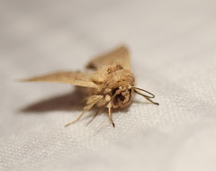 Mythimna decisissima