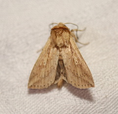 Mythimna decisissima