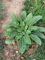 Oenothera glazioviana