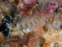 Parablennius incognitus