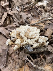 Sebacina schweinitzii