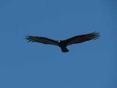 Cathartes burrovianus