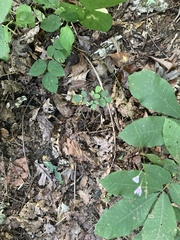 Hylodesmum